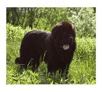 TNXEV Diamond Painting Adults Children Newfoundland Black 5D Diamond Painting Set Home Decoration Diamond Painting Birthday Gift(Size: 30x40cm
