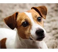 TNXEV Diamond Painting Kits for Adults Kids Jack Russell Terrier DIY 5D Full Drill Kit Rhinestone Embroidery Arts Craft 30 * 40CM