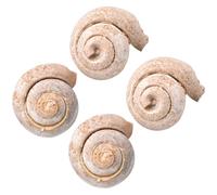 TOBBOMEY 4Pcs Marine Gastropod Specimen Samples Snail Paleontology Educational Science Teaching and Home Table Decor