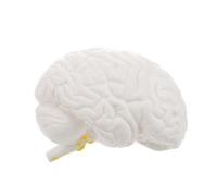 TOBBOMEY Detachable Human Brain Anatomy Model White Precise Part Brain Structure for Medical Education Classroom Display Physiology Study Aid