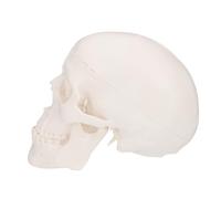 TOBBOMEY Detachable Plastic Skull Model for Anatomy Study Human Skull Ornament with Separated Teeth Ergonomic Design Educational Tool for Medical Students and Professionals