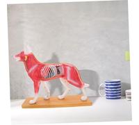 TOBBOMEY Dog Body Acupuncture Model for Veterinary Training Highly Detailed Canine Anatomy Teaching Tool Easy to Learn Acupuncture Point Reference for Students and Experts for Animal