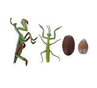 TOBBOMEY Mantis Life Cycle Figurine Early Education Prop Realistic Insect Growth Model for Nature Lessons Teaching Aid and Interactive Learning