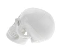 TOBBOMEY Mini Skull Model for Teaching and Halloween Decor PVC Human Body Skull Ornament Drawing Practice and Unique Display