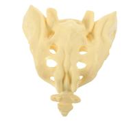 TOBBOMEY PVC Medical Sacrum Anatomy Model Human Sacrum for Teaching Hospital Research Lightweight and Portable