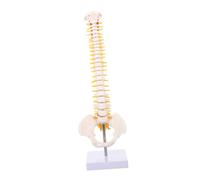TOBBOMEY PVC Spine Model with Tailbone Anatomy and Pelvis Medical Education Tool for Doctors Chiropractors Orthopedic Surgeons Realistic Human Vertebral Column with Stand for Teaching and