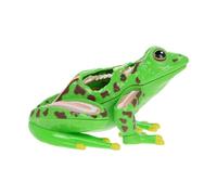 TOBBOMEY Realistic Frog Anatomy Model Puzzle for Biology Lessons Reusable Dissection for Science Class and Homeschool Detailed Frog Body Parts Educational Kit