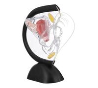 TOBBOMEY Sturdy Uterus Model Unbreakable Pvc Female Reproductive Model for Medical Teaching and Clinical Demonstrations