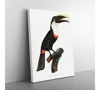 Toco Toucan By Jacques Barraband Vintage Canvas Wall Art Print Ready to Hang, Framed Picture for Living Room Bedroom Home Office Décor, 60x40 cm (24x16 Inch)