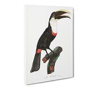 Toco Toucan By Jacques Barraband Vintage Canvas Wall Art Print Ready to Hang, Framed Picture for Living Room Bedroom Home Office Décor, 30x20 Inch (76x50 cm)