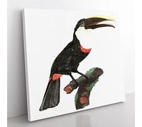 Toco Toucan by Jacques Barraband Vintage Canvas Wall Art Print Ready to Hang, Framed Picture for Living Room Bedroom Home Office Décor, 35x35 cm (14x14 Inch)