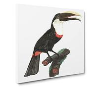 Toco Toucan by Jacques Barraband Vintage Canvas Wall Art Print Ready to Hang, Framed Picture for Living Room Bedroom Home Office Décor, 14x14 Inch (35x35 cm)