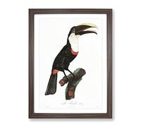 Toco Toucan By Jacques Barraband Vintage Framed Wall Art Print, Ready to Hang Picture for Living Room Bedroom Home Office Décor, Walnut A4 (34 x 25 cm)