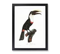 Toco Toucan By Jacques Barraband Vintage Framed Wall Art Print, Ready to Hang Picture for Living Room Bedroom Home Office Décor, Black A4 (34 x 25 cm)