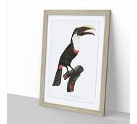 Toco Toucan By Jacques Barraband Vintage Framed Wall Art Print, Ready to Hang Picture for Living Room Bedroom Home Office Décor, Oak A3 (34 x 46 cm)
