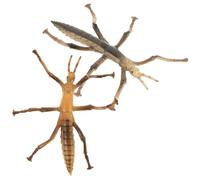 Toddmomy 2Pcs Simulation Insect Model Realistic Insect Figurines for Education for Learning Halloween Decor Vivid Bug Statues for Playtime