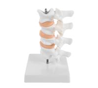Toddmomy Pvc Human Lumbar Spine Model with Stand for Student Learning and Study Display, 6.3 Inch Osteoporosis Bone Model for Anatomy Research and Teaching