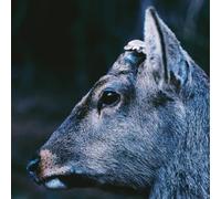 toe - the book about my idle plot on a vague anxiety [VINYL]