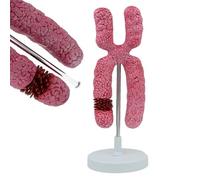 TOGEPP X Chromosome Model, 10,000x Enlarged Human Chromosome Anatomy Kit for Student Learning, Meiosis Biology Teaching Model with Color Structures, 15×15×37cm Homeschool Science Resource