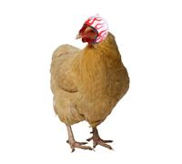 TOGEVAL 3PCS Chicken Safety Hats for Poultry Pets Creative Funny Bird Headwear with Comfortable Design to Protect From Head Injuries Includes Flame and Camouflage Patterns