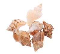 TOGEVAL 6pcs Natural Conch Shells for Crab Supplies Beach-themed Decor Unique Fish Tank Decoration Coastal and Crafts