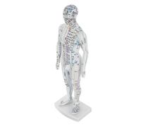 TOGEVAL Lifelike Male Human Body Acupuncture Model with Precise Pressure Point and Meridians Markings White Material Display Model for Chinese Medicine Teaching and Acupoint Location