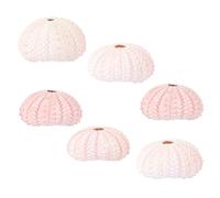 TOGEVAL Sea Urchin Shells for Displaying Plants and Decoration 6pcs for Air Plants Creative Conch Flowerpots with Shell Material Random Color for Bedroom and Balcony Use