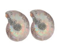 TOKIDNY 2pcs Natural Ammonite Specimen Educational Models for Adults Unique Mineral Slices for Home Office Decor and Geology Study Collection
