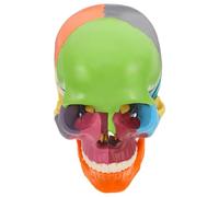 TOKIDNY Detachable Colorful Human Skull Model for Training Institutions and Teaching, Plastic Material, Longterm Use, Anatomically Correct Skull for Anatomy Learning