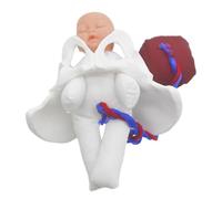 TOKIDNY Female Pelvis Childbirth Model Fetus, Umbilical Cord, and Placenta - Mini Pelvic Anatomy Teaching Simulator for Midwifery Education and Prenatal Childbirth Training