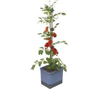 Gusta Garden Tom Tomato Tomato Pot Blue - Planter with Climbing Aid, Self-Watering System & Plant Clips - 4.5L Water Reservoir & 20L Soil Capacity