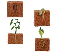 Tomaibaby Plant Growth Cycle Model: Life Cycle of a Plant - Beans Growth Stage Model for School Teaching Kids Children Science Early Education Learning Toys