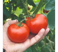 Tomato Alicante Half-Hardy Annual Early Sweet Medium Fruits 1 Packet X 25 Veg Saver Seeds By Thompson & Morgan