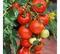 Tomato Alicante Seeds - Vegetable - High Yield - Annual