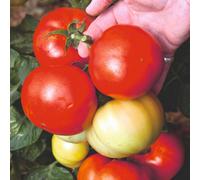 Tomato Big League F1 Half-Hardy Annual Large Fruits On Compact Bush 1 Packet X 20 Veg Saver Seeds By Thompson & Morgan