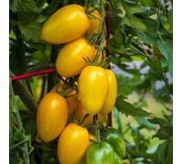 Tomato Bliss F1 Half-Hardy Annual Yellow Striped Snackable Fruits 1 Packet X 8 Seeds By Thompson & Morgan