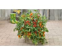 Tomato Double Love Plant: 2 Litre/One/Without Planter