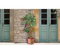Tomato-Growing Collection:Self-Watering Four-Tier Tomato Tower/One