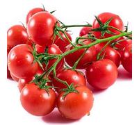 Tomato Plants, 'Gardeners Delight', 6 x Plug Plant Pack, Tomato Plants Ready to Plant Now, Tomatoes, Fresh and Sweet, Gardeners Favourite, Excellent Flavour, Garden Ready, Premium Quality Tomatoes