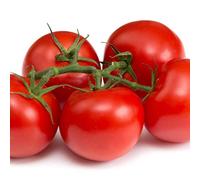 Tomato Plants, 'Gardener's Delight', Full Plug Plant Pack, Tomatoes, Vegetable Plants, Garden Ready and Ready to Plant, Premium Quality Vegetables (18)