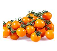 Tomato Plants - 'Sun Gold' - 4 x Plug Plant Pack - Tomatoes - Garden Ready - Ready to Plant - Premium Quality Vegetable Plants