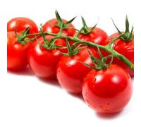 Tomato Plants - 'Sweet Aperitif' - 8 x Plug Plant Pack - Tomato Plants Ready to Plant Now - Tomato Plug Plants - Vegetable Plants - Garden Ready + Ready to Plant - Premium Quality Plants