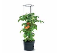 Prosperplast Tomate Grower Tomato Planter Plastic Anthracite (L) x 29.5 (W) x 23.6-115.2 (H) cm, Pequeño