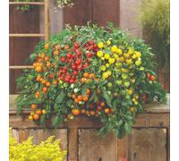 Tomato Rainbow Drops Mix F1 Half-Hardy Annual Colourful Cherry Fruits 1 Packet X 6 Seeds By Thompson & Morgan