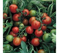 Tomato red alert bush seed by Thompson and Morgan