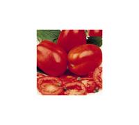 Tomato Roma. The classic Italian plum tomato