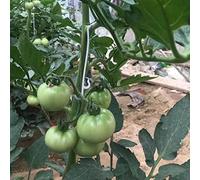 Tomato Support,tomato hook,100Pcs Tomato Support Hooks Tomato Holder Hook Vegetable Planting Supplies to Prevent Fruit Cluster From Pinching Bending Snapping or Falling off