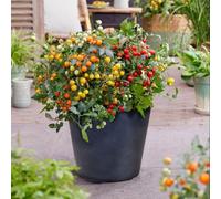 Tomato Tiny Temptations Mixed Half-Hardy Trailing Cherry Fruits 1 Packet X 6 Seeds By Thompson & Morgan