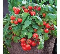 Tomato Tiny Tim Seeds - Vegetable - Annual