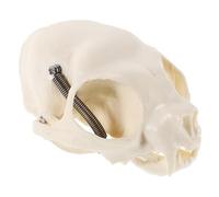 TOMETURE Realistic Cat Skull Model Pvc Animal Skeleton Prop with Comprehensive Guide, Portable Size for Science Teaching and Classroom Demonstrations, Beige Anatomical Skeleton Display